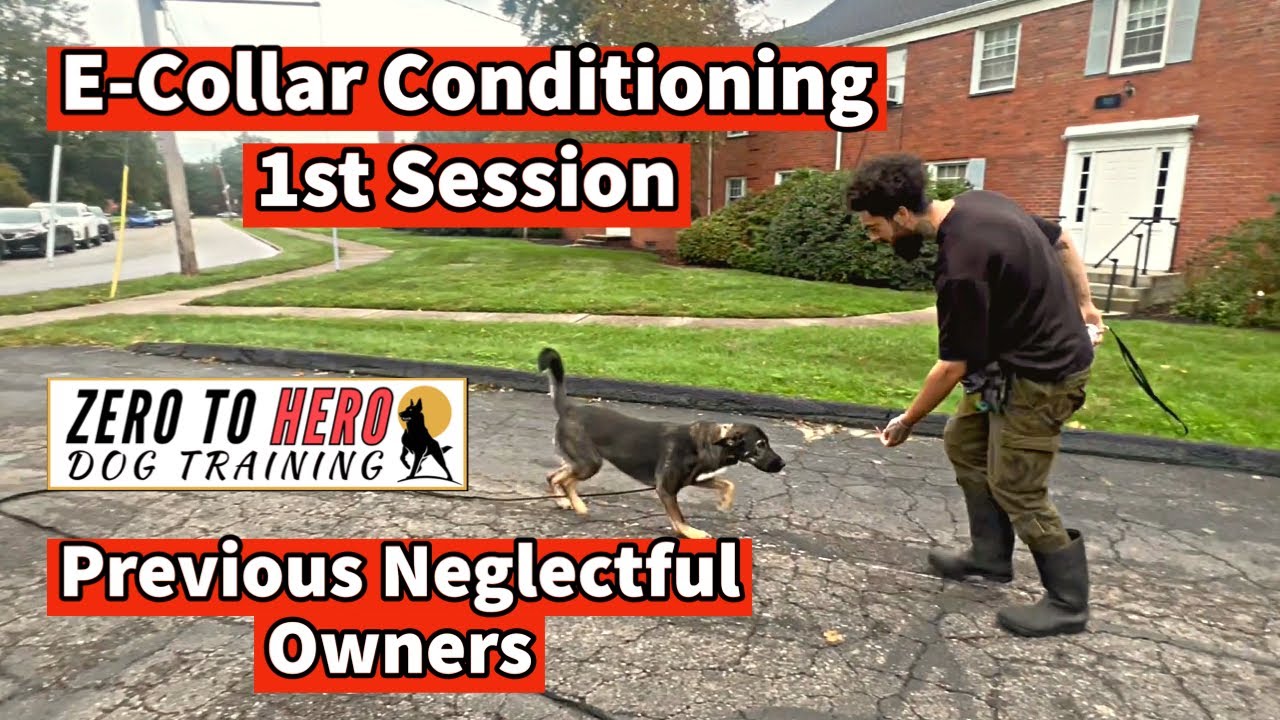E-Collar Conditioning: GSD Mix Who Had Bad Previous Owners