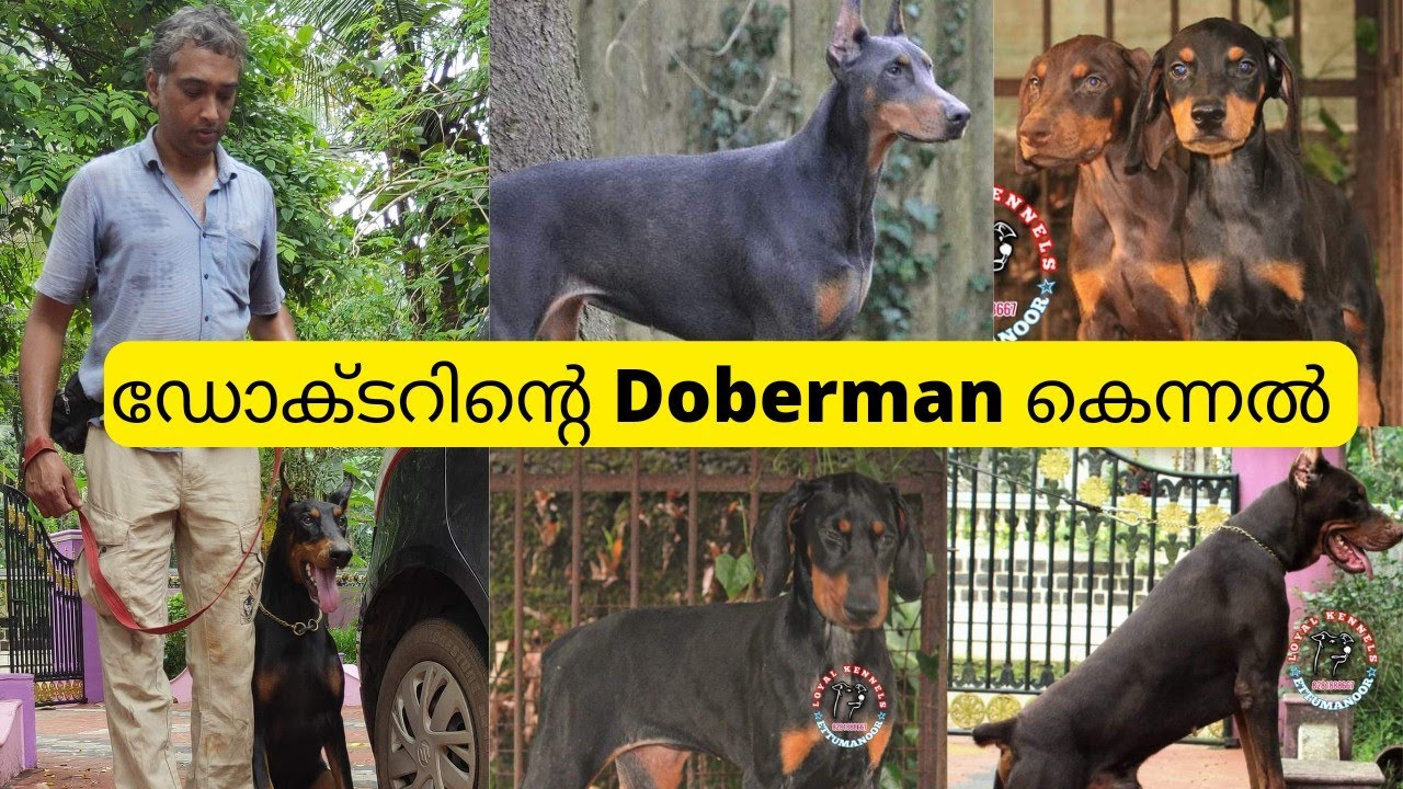 ഡോക്ടറിന്റെ Doberman കെന്നലും Dog Training സെന്റരും|Doberman Kennel