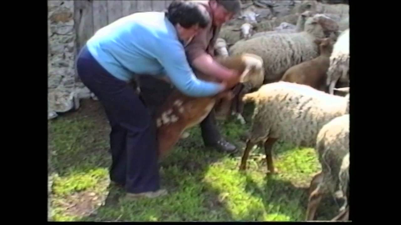 La bergerie à Utelle 1989