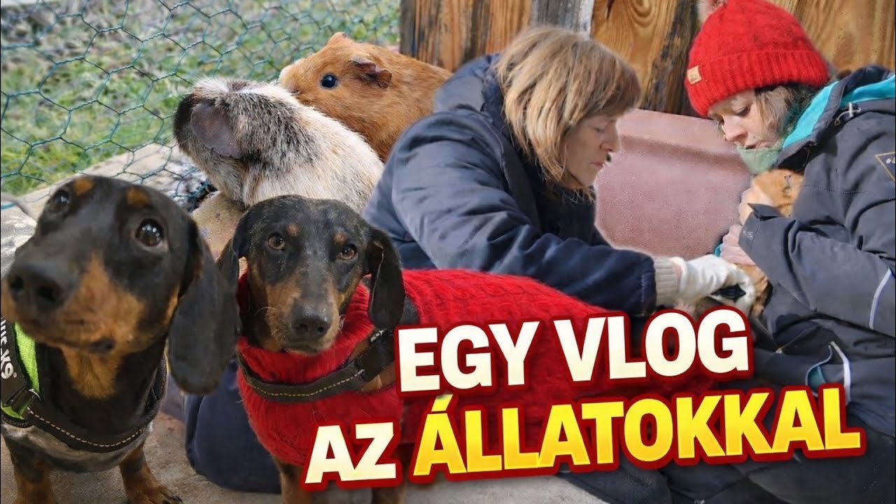 Februári vlog az állatokkal 🐶🐹🐴 |Szőlő metszés | Napi teendők 