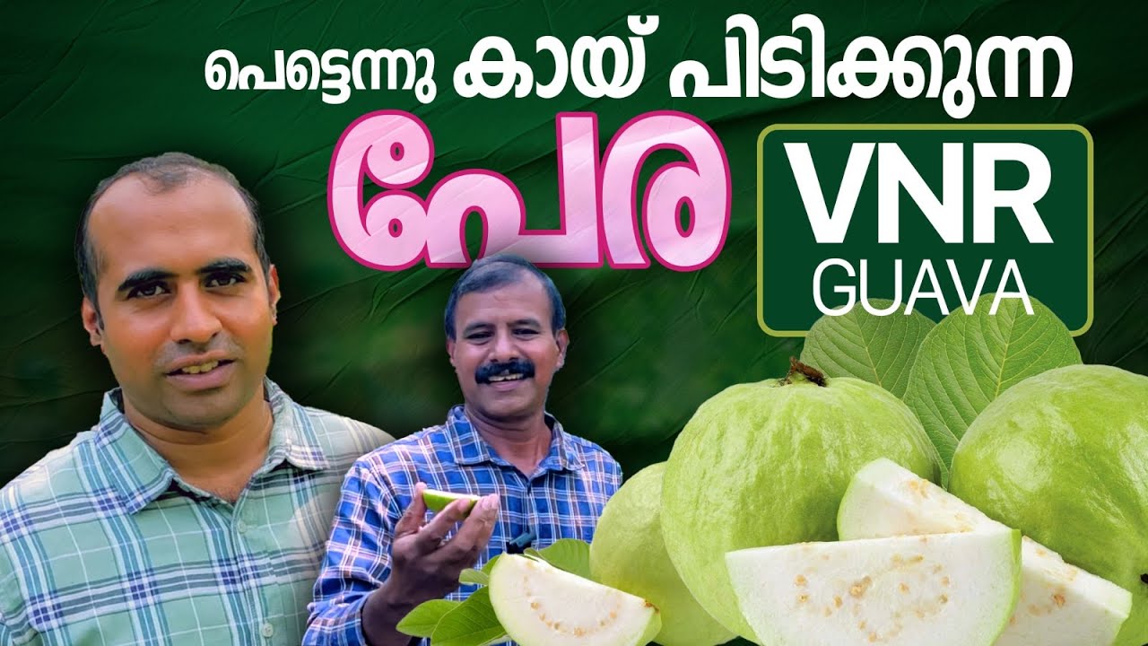 പെട്ടന്ന് കായ് പിടിക്കുന്ന പേര | VNR Guava | Dr Unnikrishnan