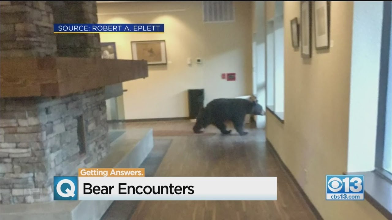 Bear Walks Into South Lake Tahoe City Hall