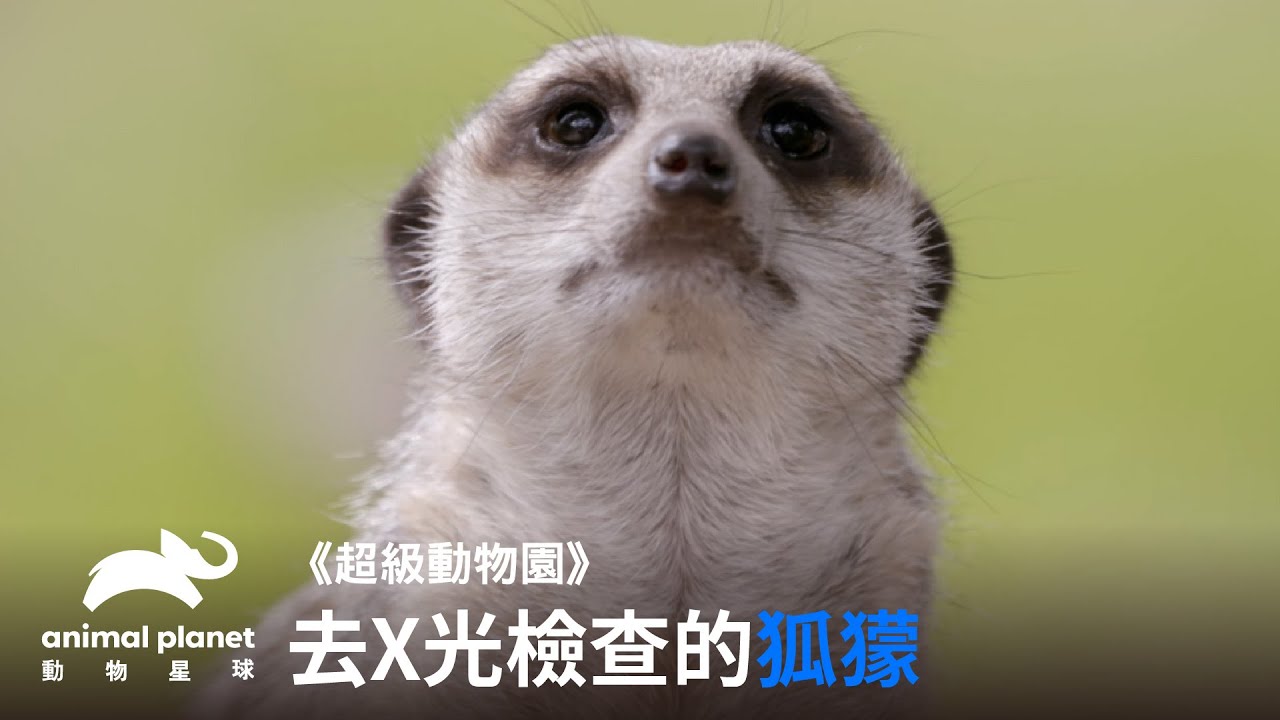 狐獴X光檢查日記｜動物星球頻道