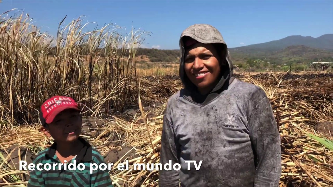 😟 En el Corte de  Caña de Azucar  😕