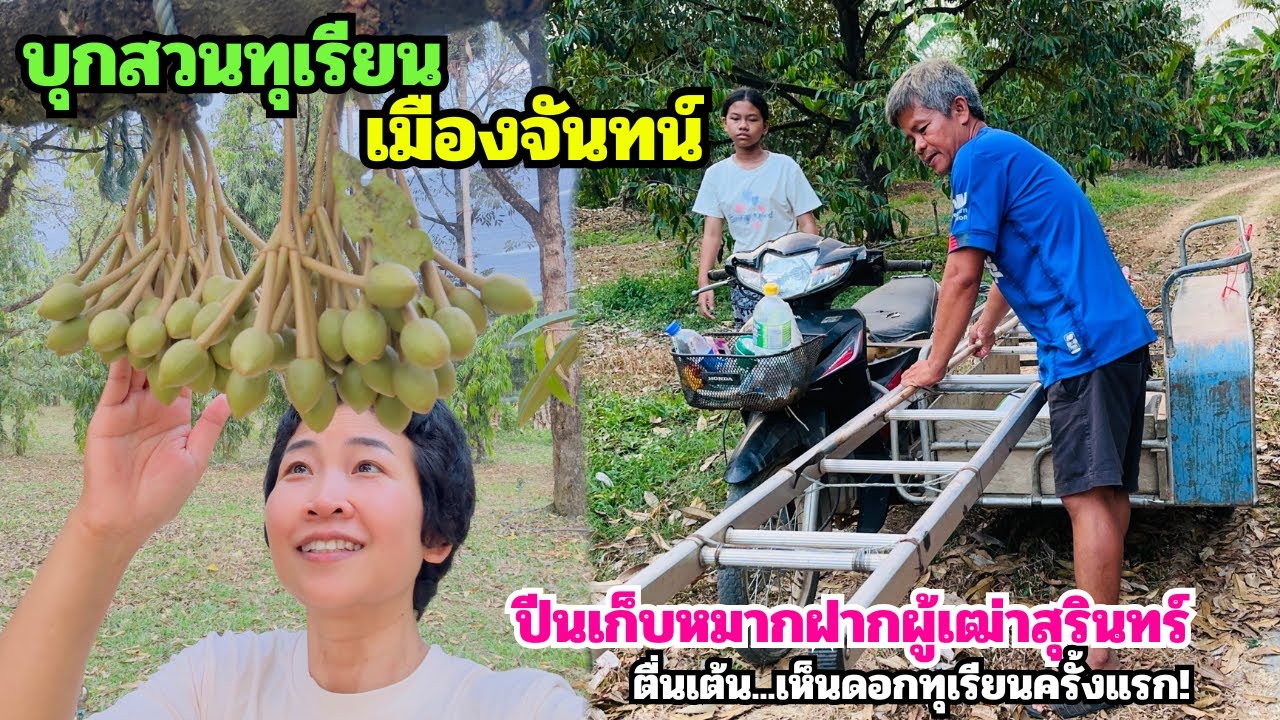 พาบุกสวนทุเรียนเมืองจ้นทน์ เทคนิคตัดแต่งดอกทุเรียน เก็บลูกหมากฝากผู้เฒ่าผู้แก่ที่สุรินทร์