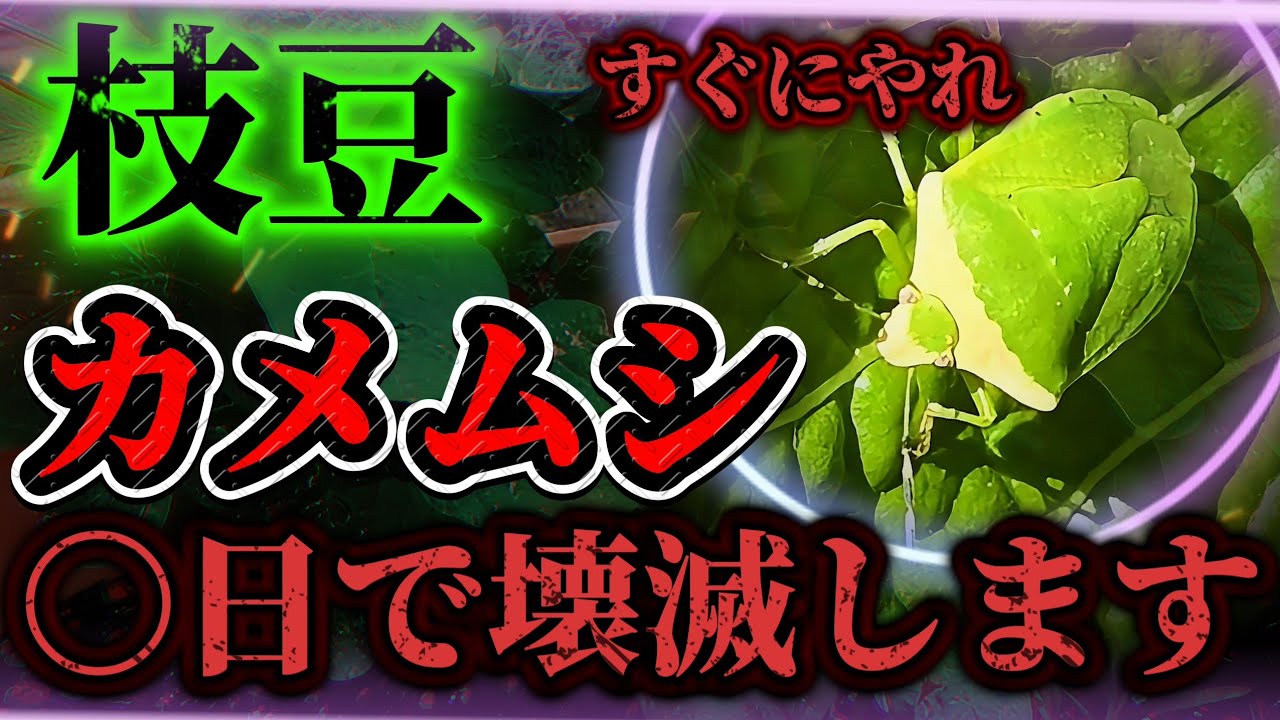 【枝豆】カメムシの脅威はココです！！コレをやるとカメムシを減らせます！！