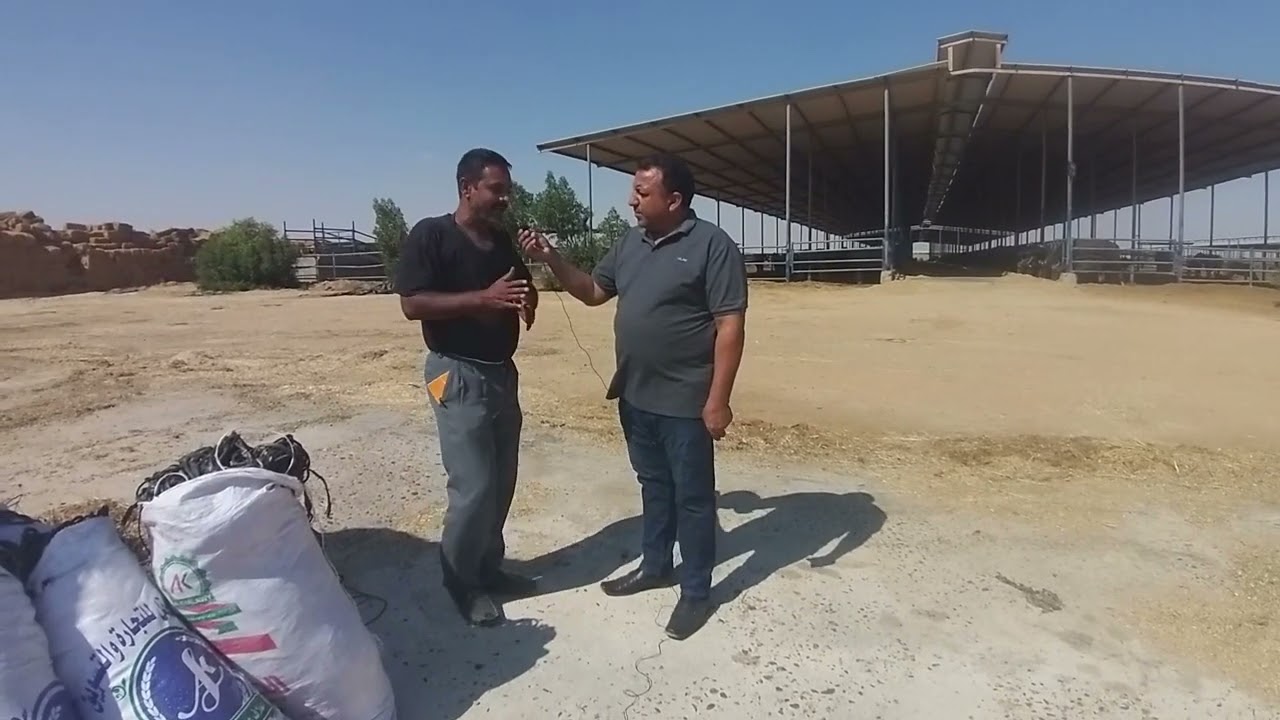 خطوات انشاء مكموره السيلاج وتحويله الي علف متكامل بالاضافات