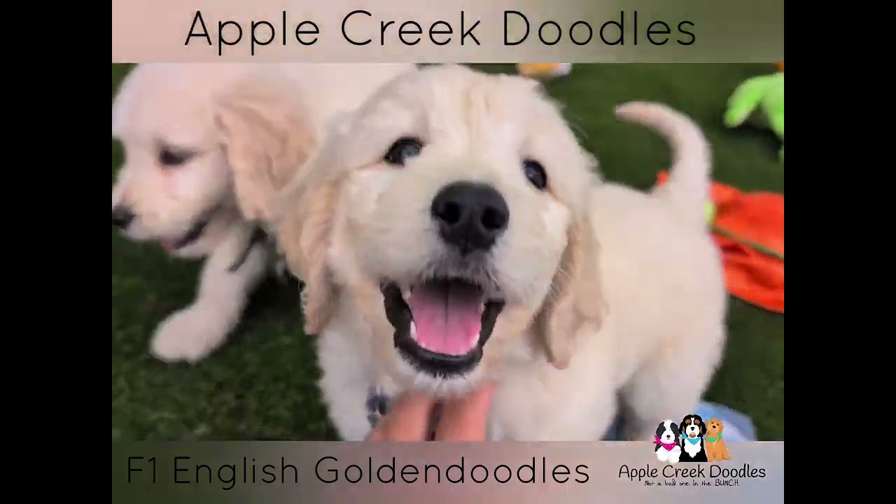 Pups Available ♥️