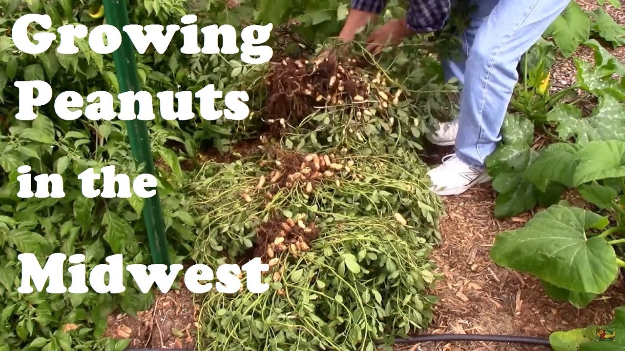 Growing Peanuts in Kansas. What 3 Peanut Seeds Produced.