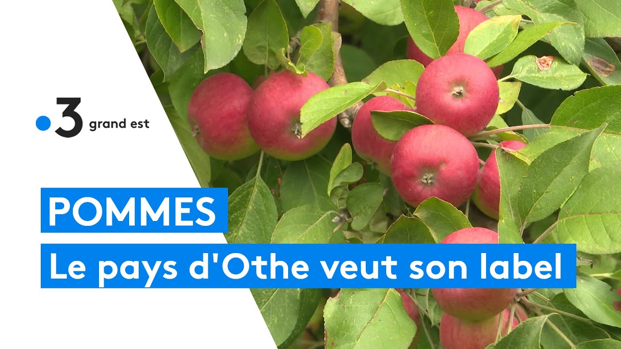 Pommes : le pays d'Othe veut son label