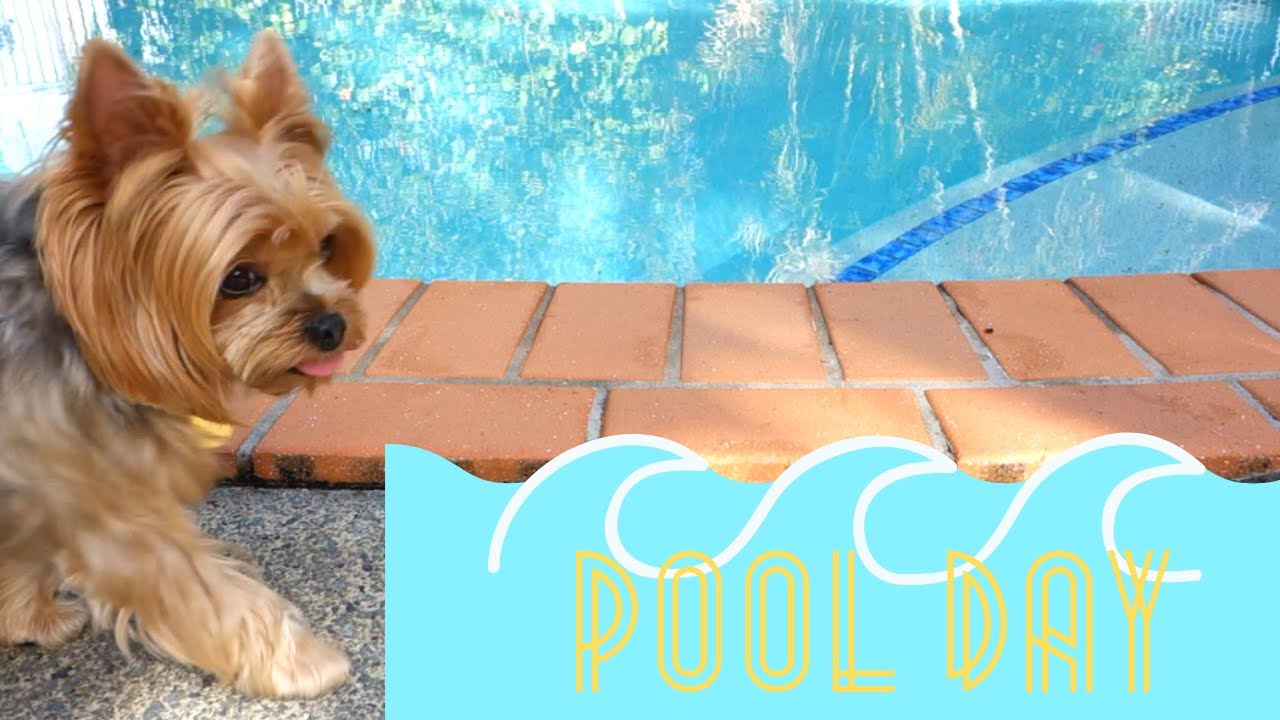 Yorkie Dog Swimming in the Pool | Yorkie Style
