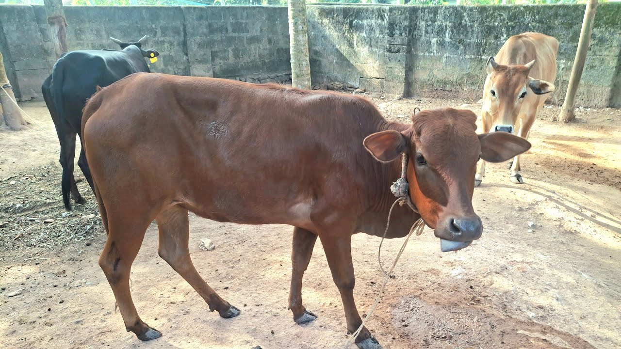 Cow Shiva: LIVE Q&A on Desi Cow Farming! Hen duck live