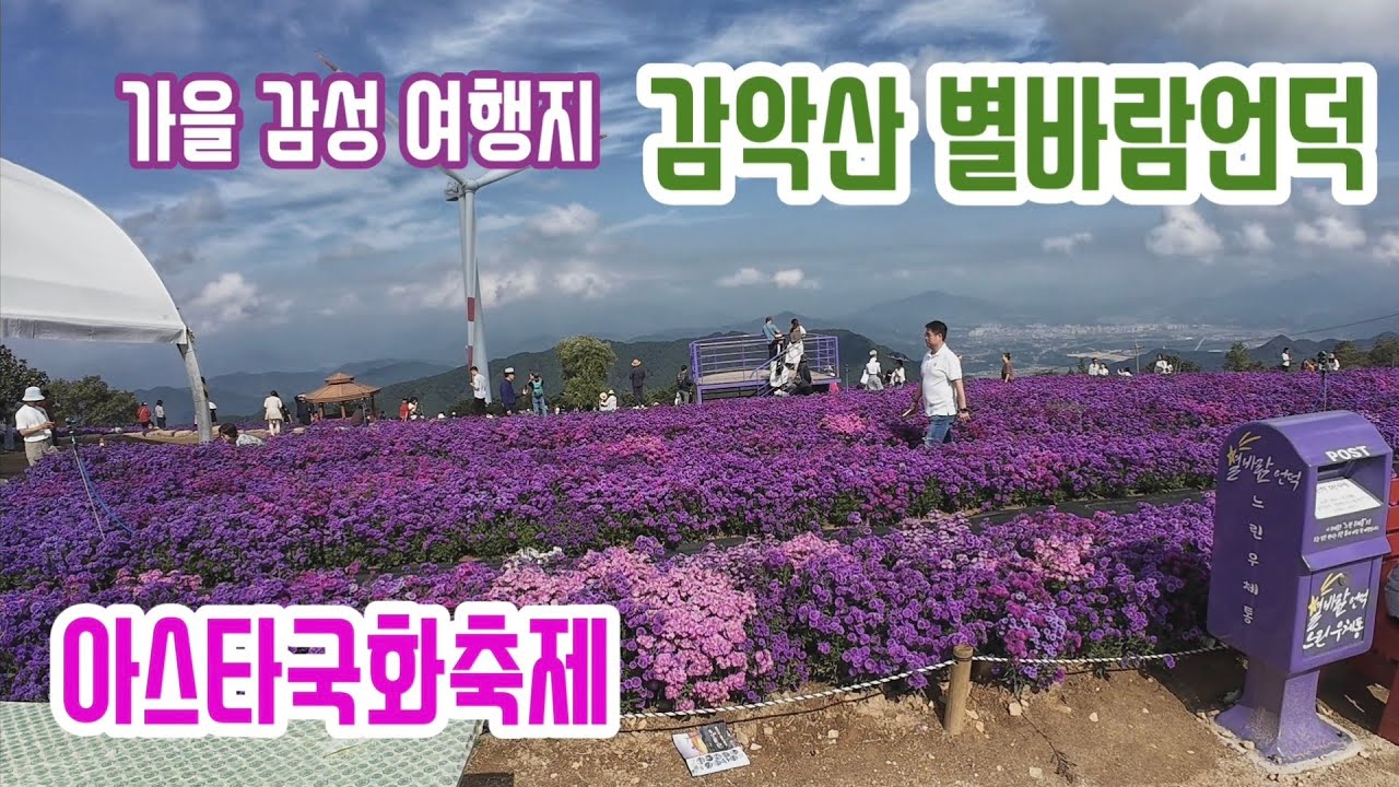 [가을 감성차박]해발900m 거창 감악산 별바람언덕, 아스타국화축제 25/9/28  현재 절정입니다.