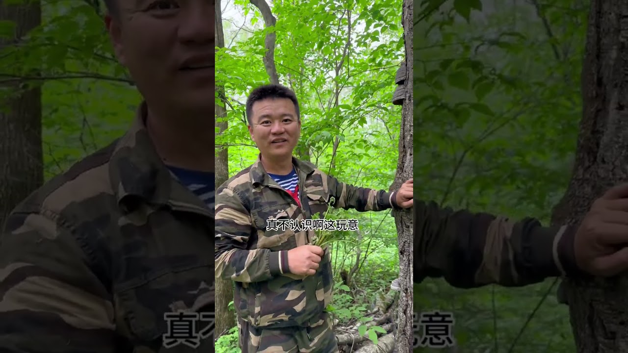 大山里的山野菜确实多 但是山大很容易走麻搭山 谁知道麻搭山是什么意思？#记录东北农村生活 #新农人计划2023 #大自然的馈赠