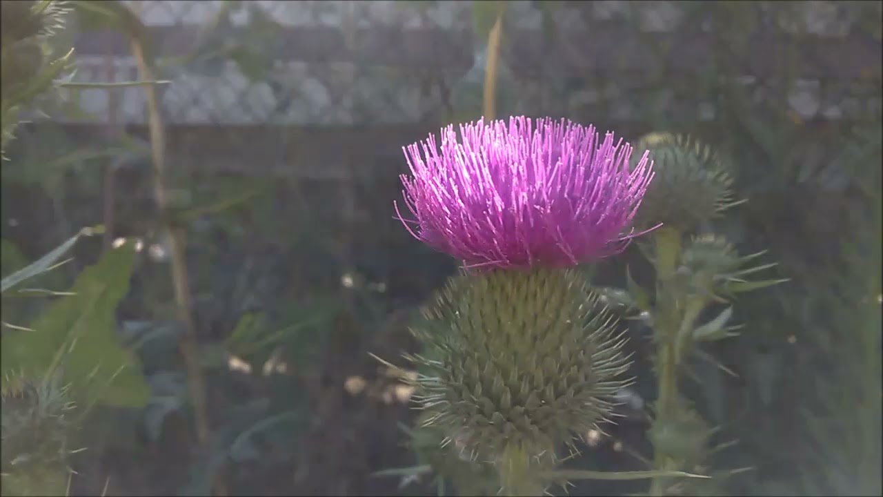 Trzy ostrożenie - polny, lancetowaty, warzywny