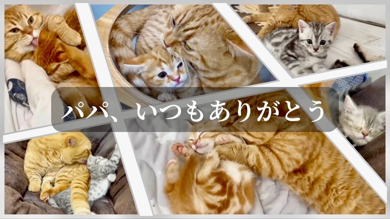 2025父の日。茶々パパへの感謝を込めて