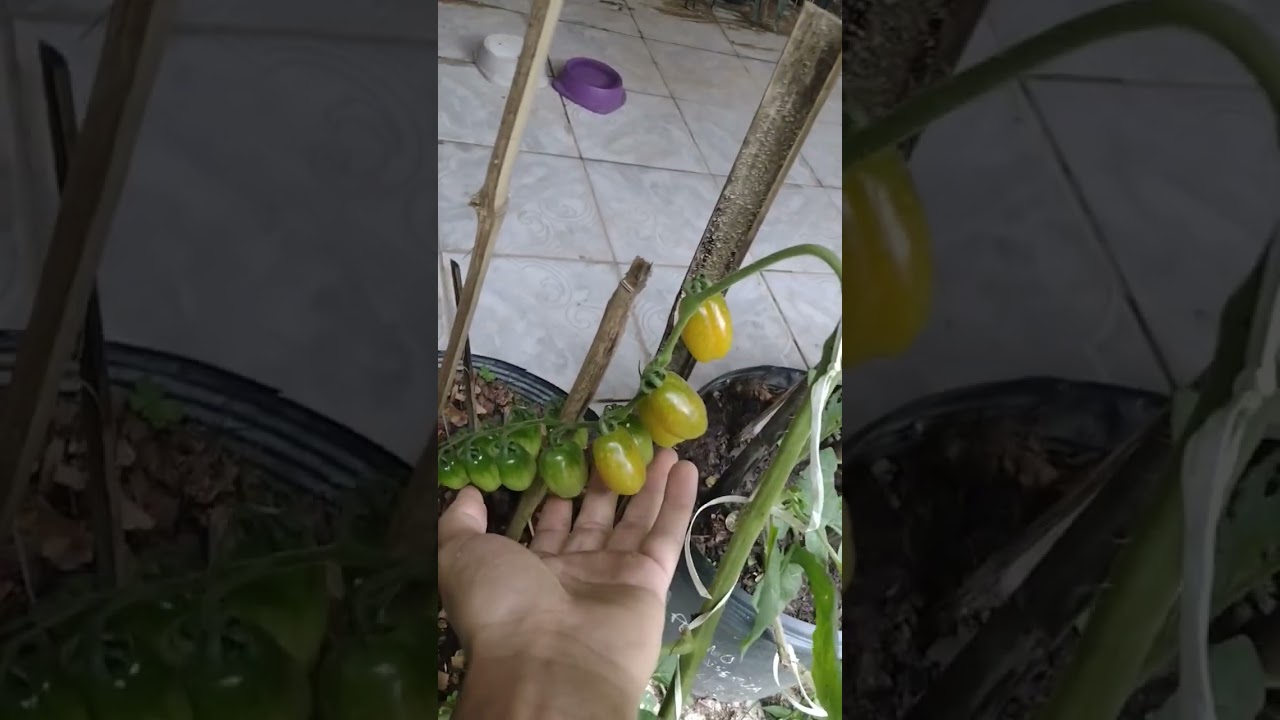 Meu Cultivo de Tomates em Vaso Pt 2