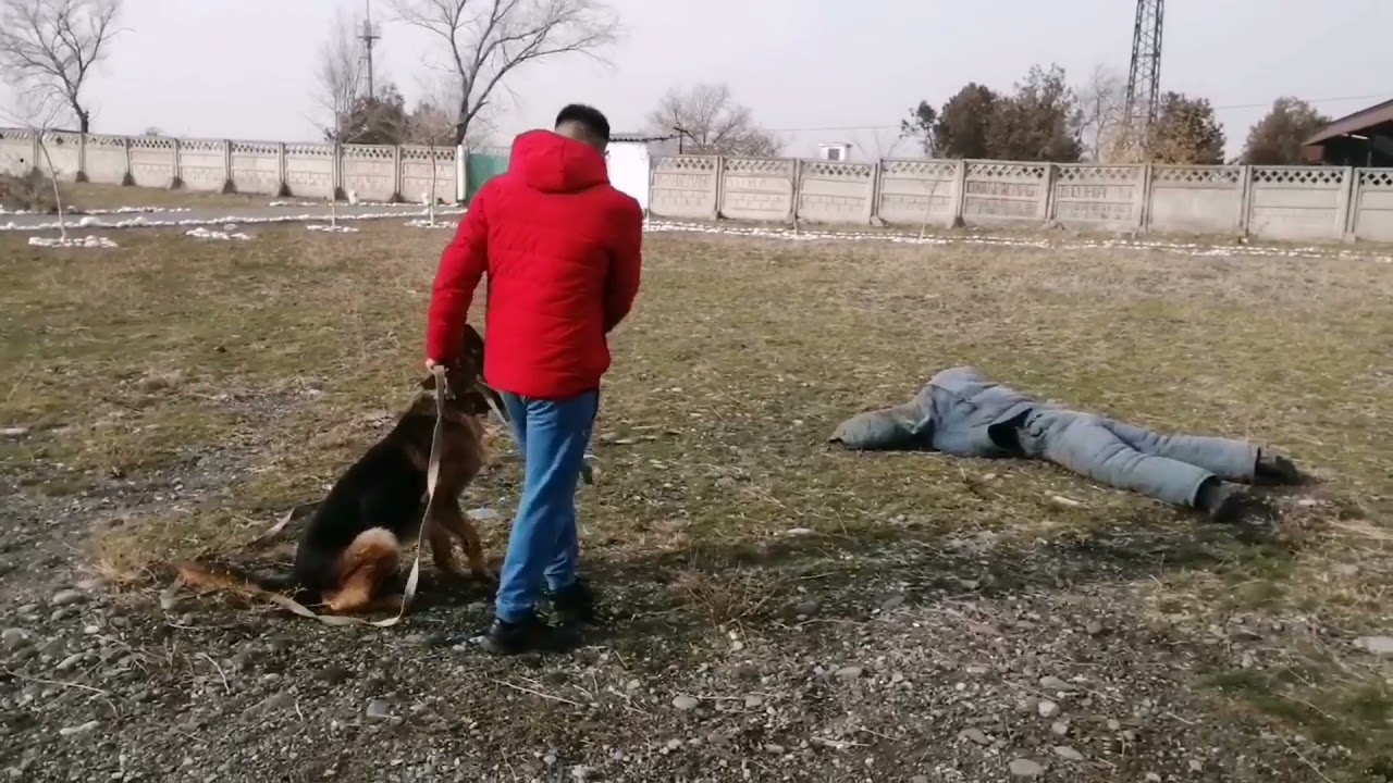 Кыргыз кинолог