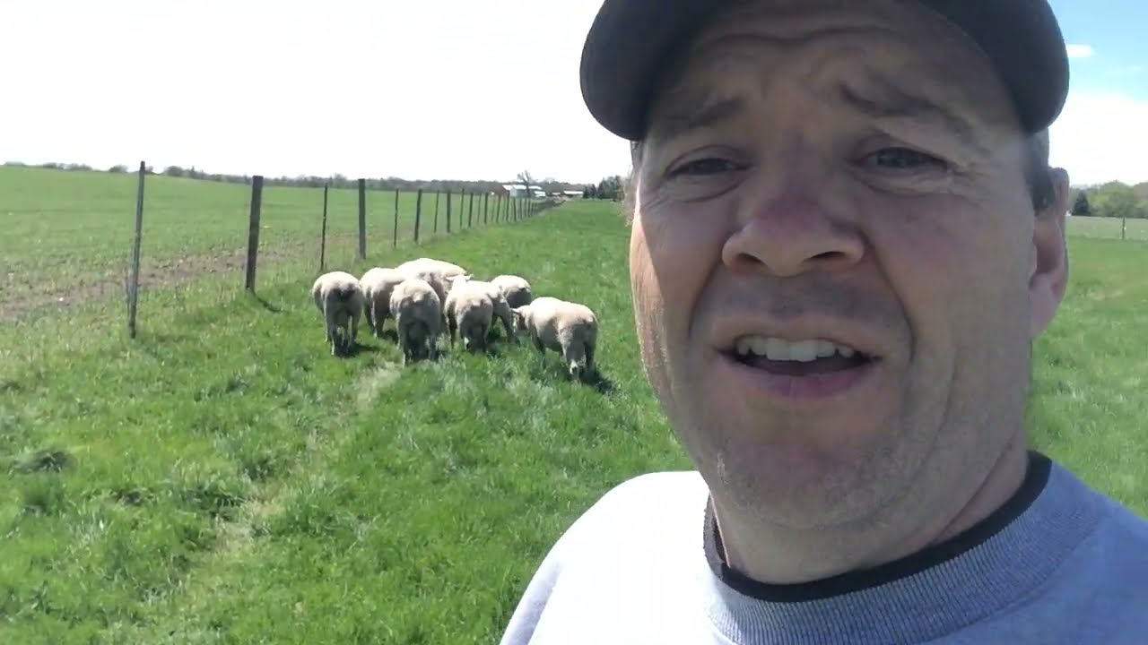 Introduction of Bill Fett and Ile-De-France sheep