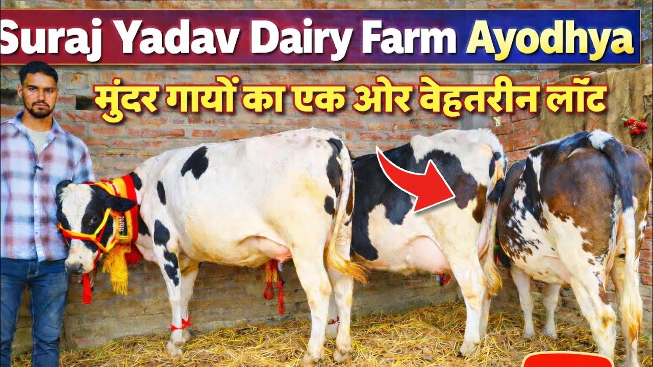 अरे गज़ब भाई लेकर आए सूरज भाई,Suraj Yadav Dairy Farm Ayodhya Up 