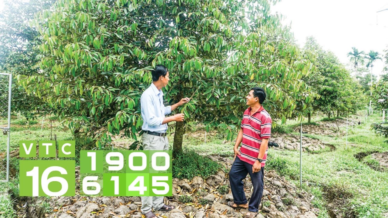 Lưu ý khi bón phân từ đậu tương cho cây trồng I VTC16
