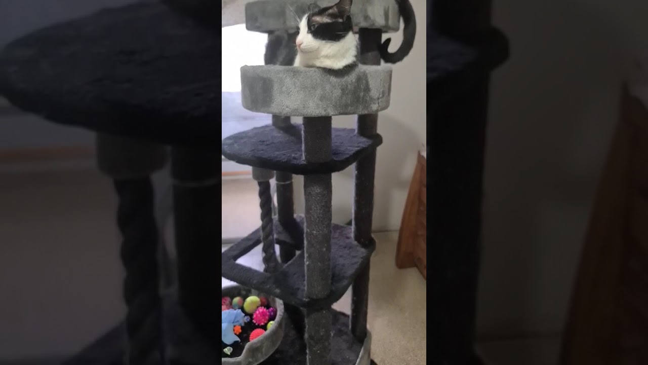 Все 6😽😺😾😻😾😺в одной комнате