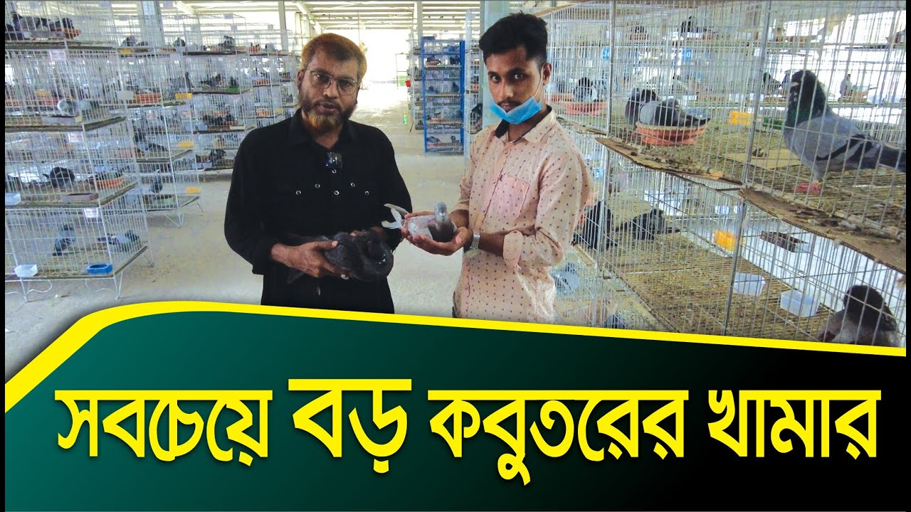 দেশের সবচেয়ে বড় কবুতর ফার্ম | Pigeon Farm in Bangladesh | Dhaka | Aminul Ahsan | Channel Krishi