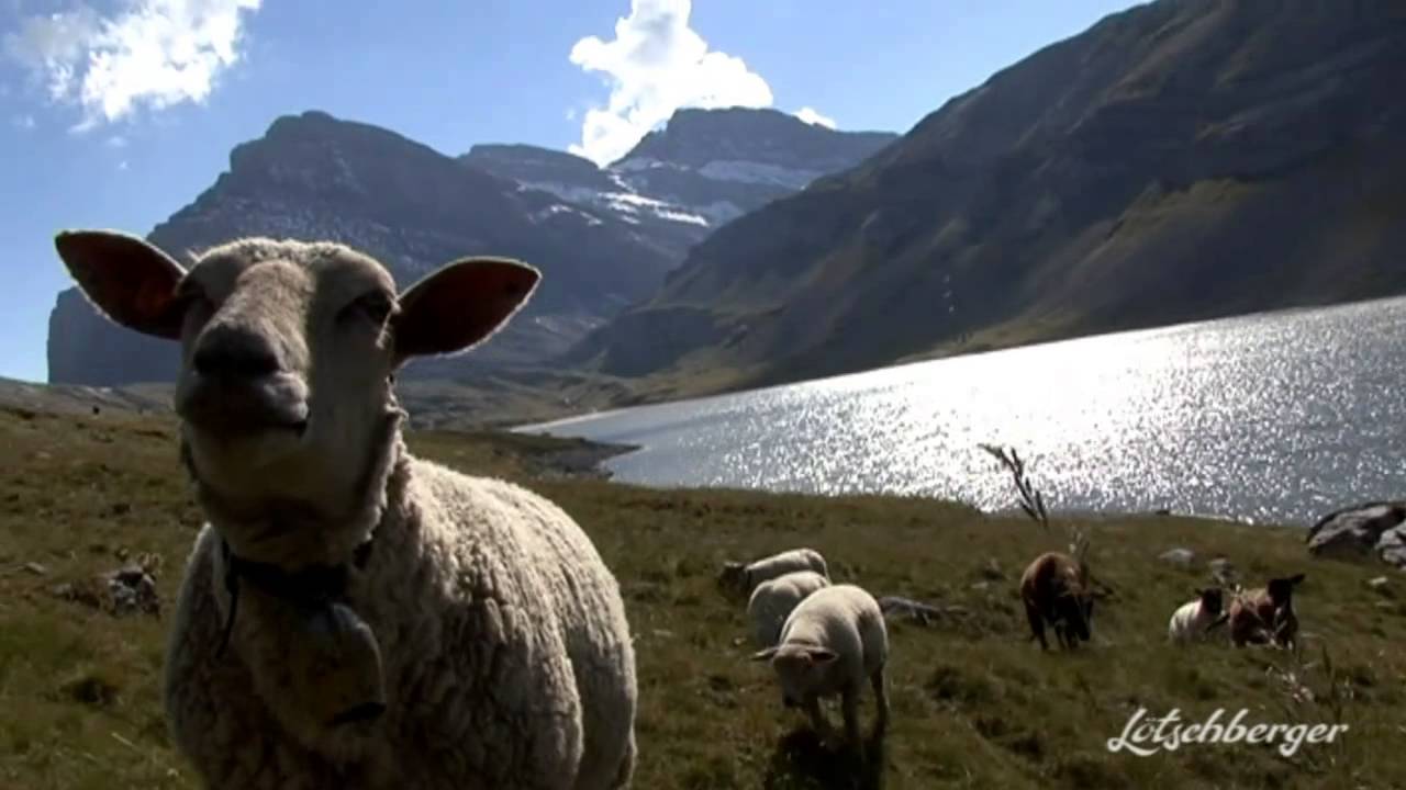 Historische Gemmipass Wanderung