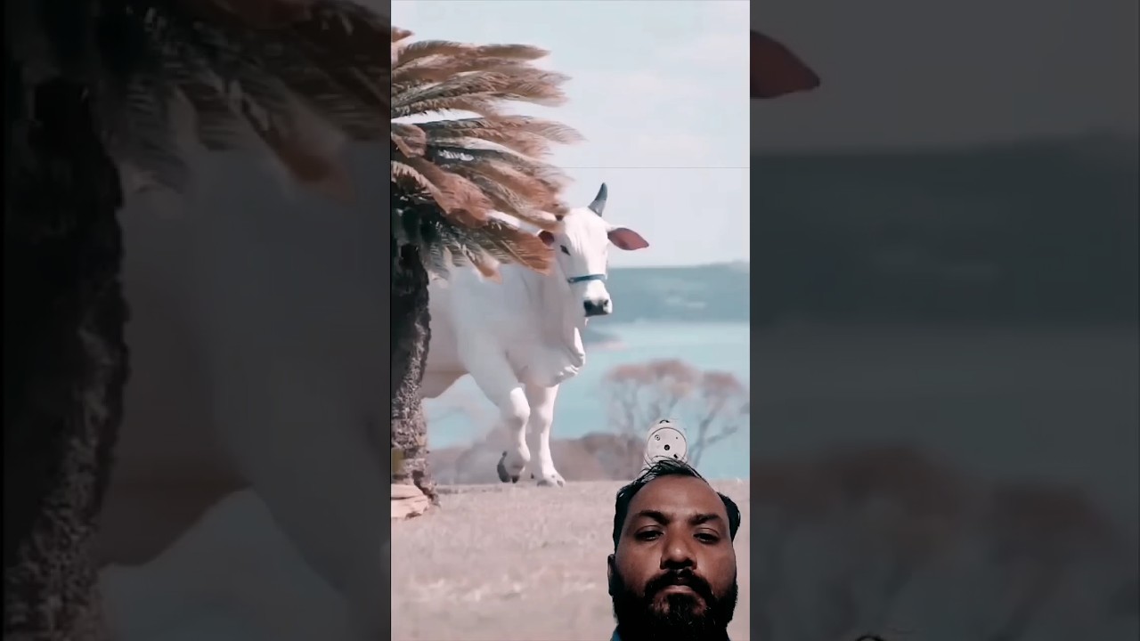 COW VideOS❤️#haider#haiderhaiderrecords #cowcow #cow #cartoon cow videos  @HafizRizwanGhuma