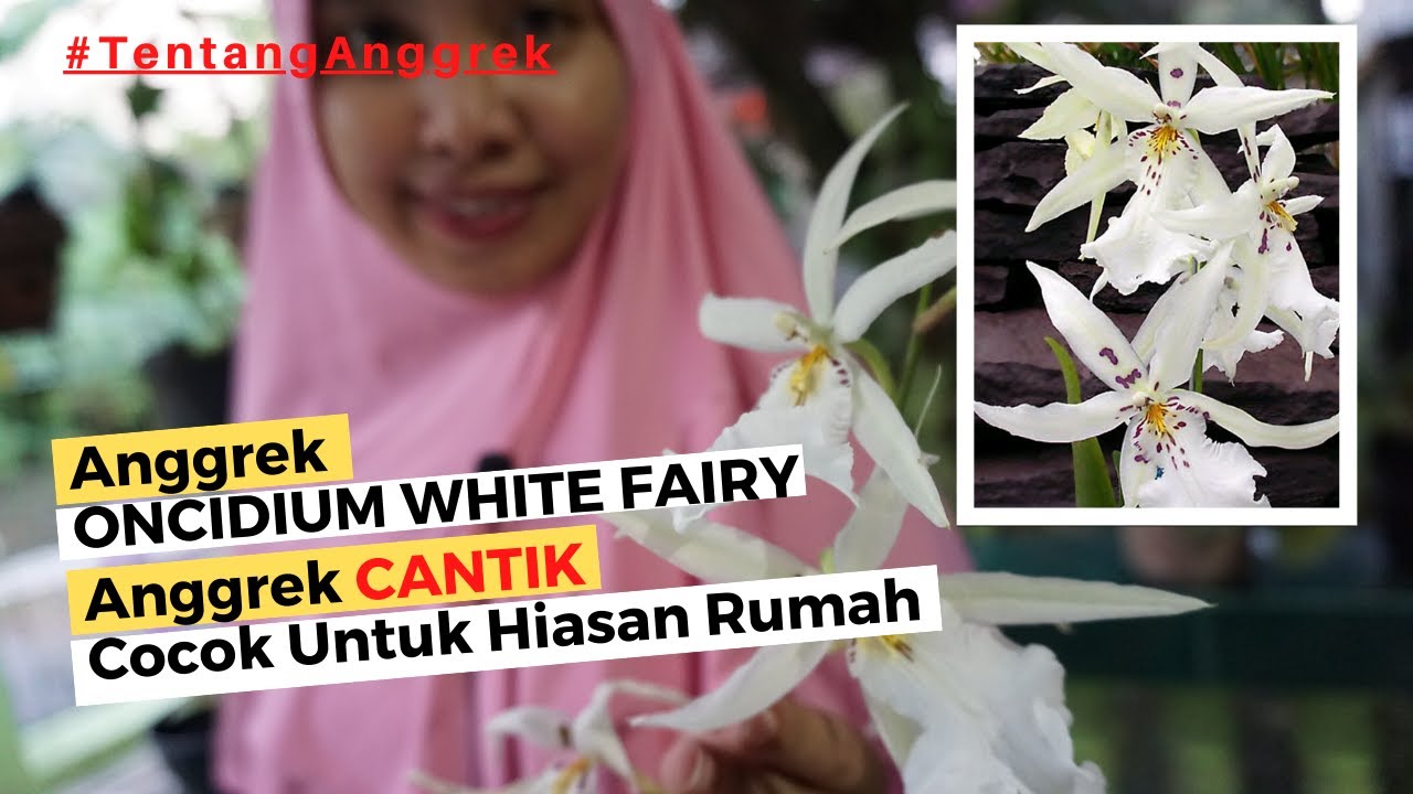 TENTANG ANGGREK : Jenis Anggrek Oncidium white fairy Anggrek Cantik Hiasan Rumah yang Eksotik