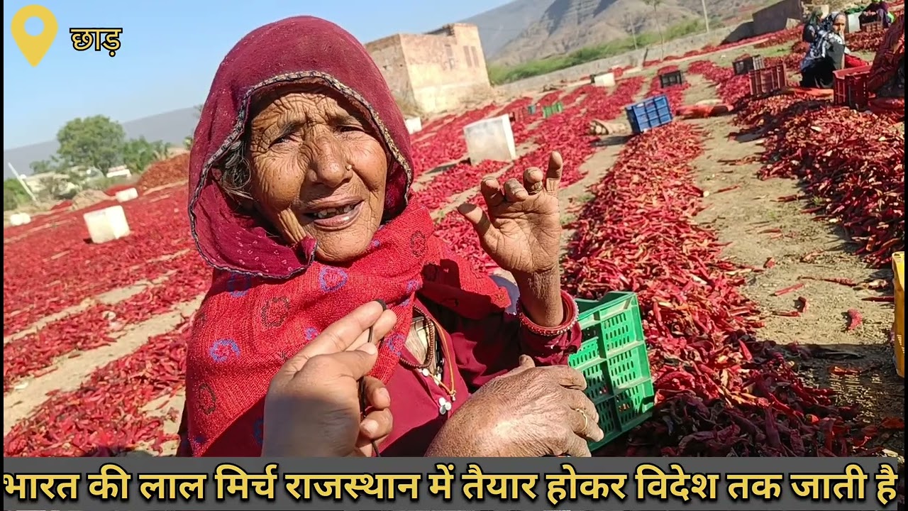 एक गांव जिसमे सिर्फ लाल मिर्च का उत्पादन होता है 