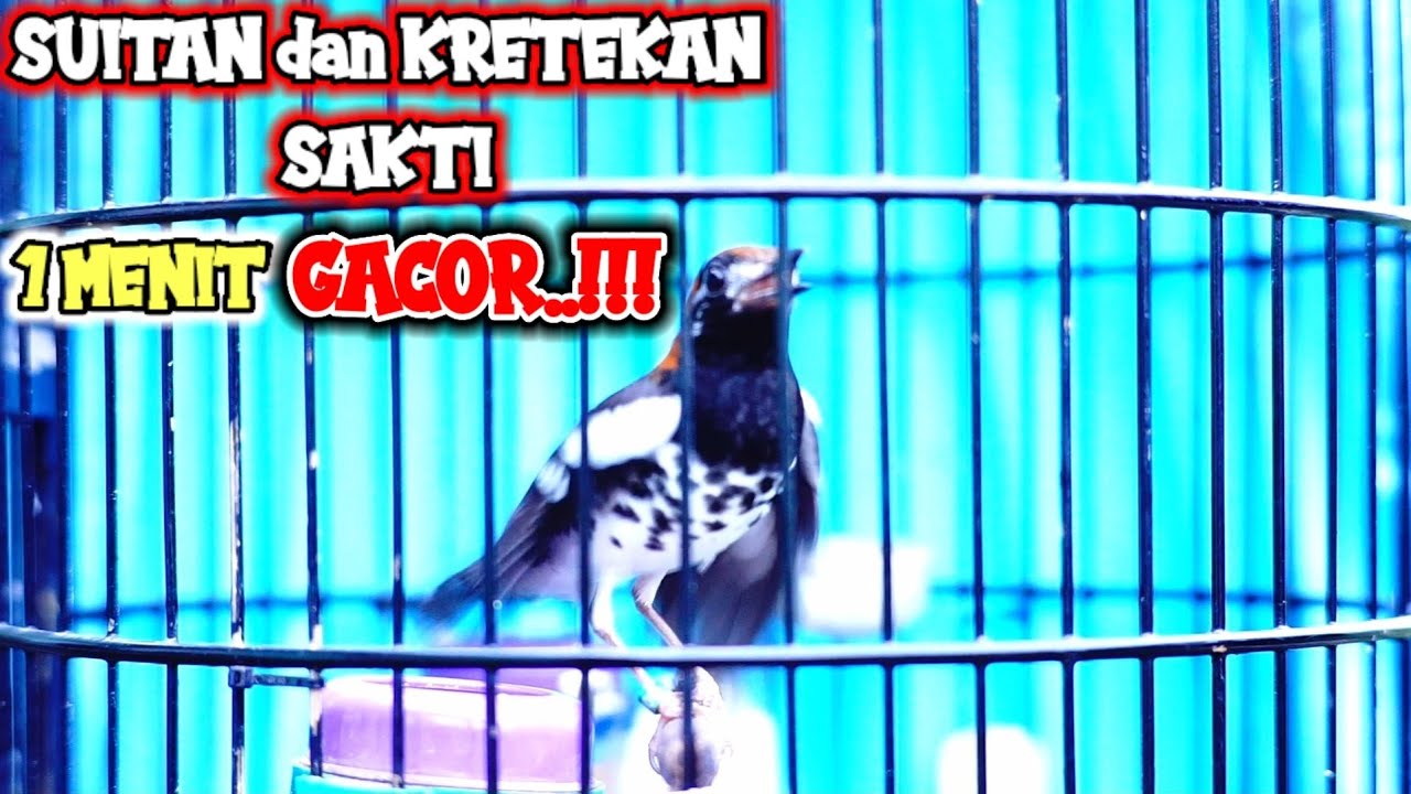 Suitan betina dan kretekan bikin anis kembang,anis merah GACOR.