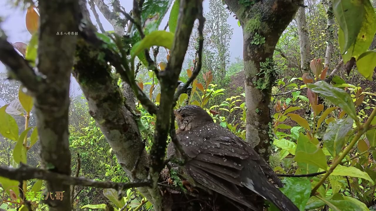Heavy Rain! Mother Bird Rushes Home to Protect Her Babies暴雨来袭，鸟妈妈赶紧回家保护孩子，真的伟大