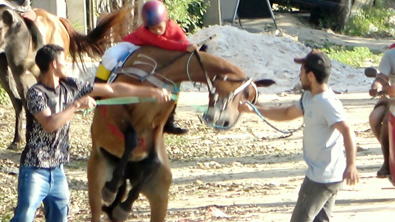 CORRIDA DE CAVALOS - Todas as carreiras do dia 17.10.2021