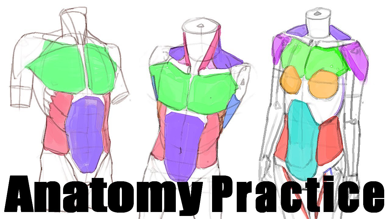 anatomy practice