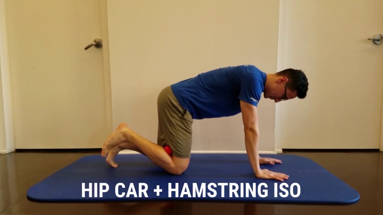 Quadruped Hip Controlled Articular Rotations with Hamstring Iso