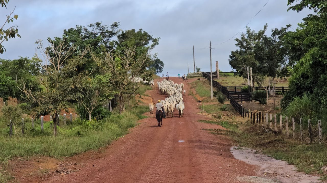 Por que Roraima é um dos melhores estados do Brasil para criar gado?