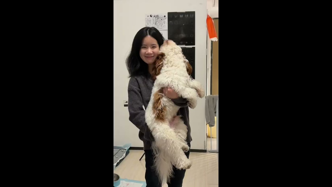 My Saipan- Cavapoo🐶