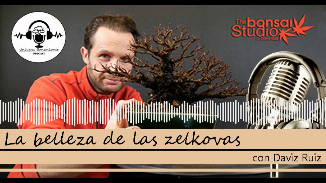 Capítulo 11  La belleza de las zelkovas  Daviz Made by Headliner