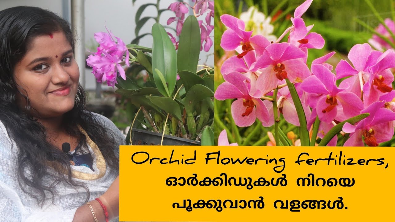 ഓർക്കിഡ് ചെടികൾ പൂവിടാൻ മികച്ച വളങ്ങൾ ! Orchid Plant care for beginners ! Part 1
