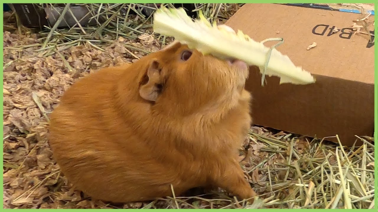 Guinea pigs excited for lettuce snow on hay mountain