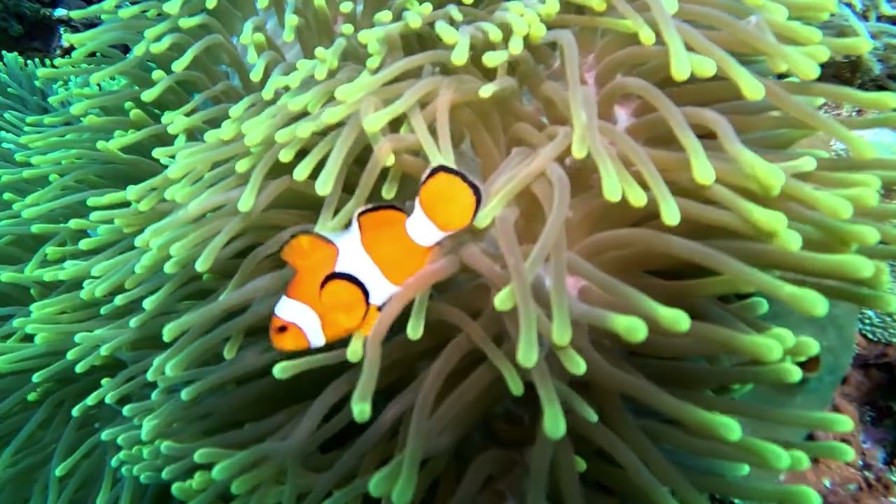 Tauchen Bali, Nusa Lembongan, Nusa Penida, Juli 2025