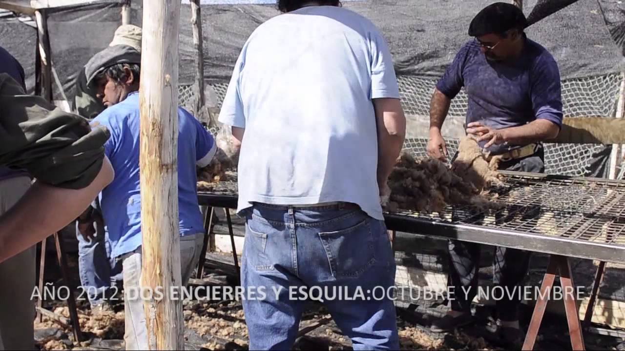 VIDEO ESQUILA DE GUANACOS