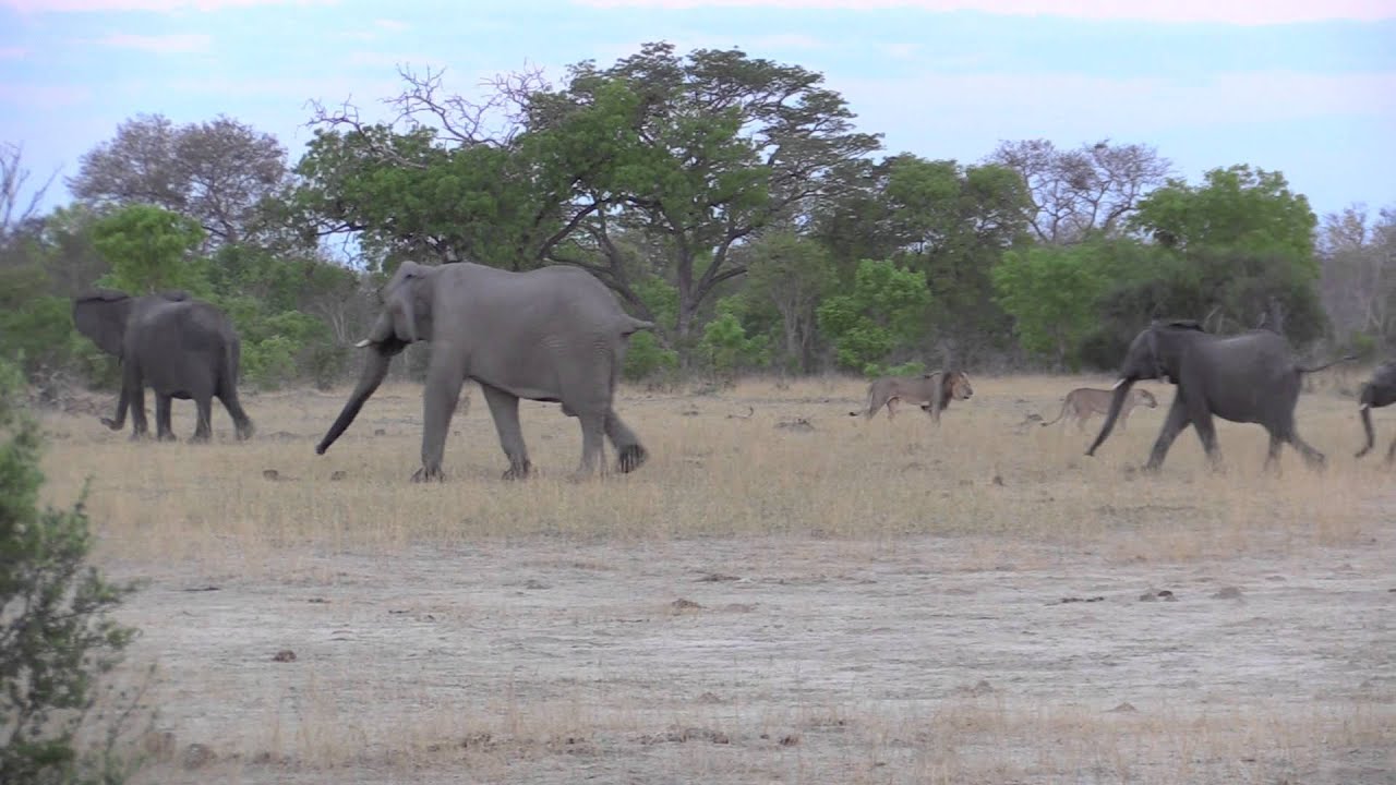 Cecil the Lion Chased by Elephants in Hwange