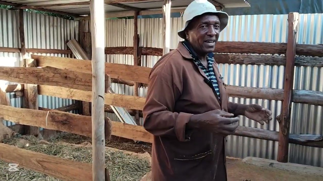 HOW TO BUILD A SIMPLE COST EFFECTIVE MODERN ZERO GRAZING COWSHED/GITHUNGURI FARMS