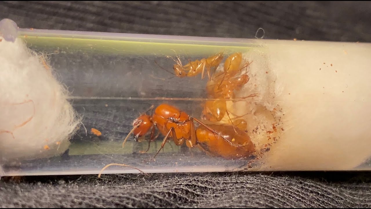 Queen ant & eggs | What to feed ants