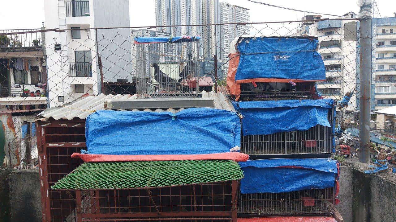 MAAGANG LIVE NAGPAKAIN NA TAYO NG MGA IBON.NAGBIGAY TAYO NG VITMINPRO