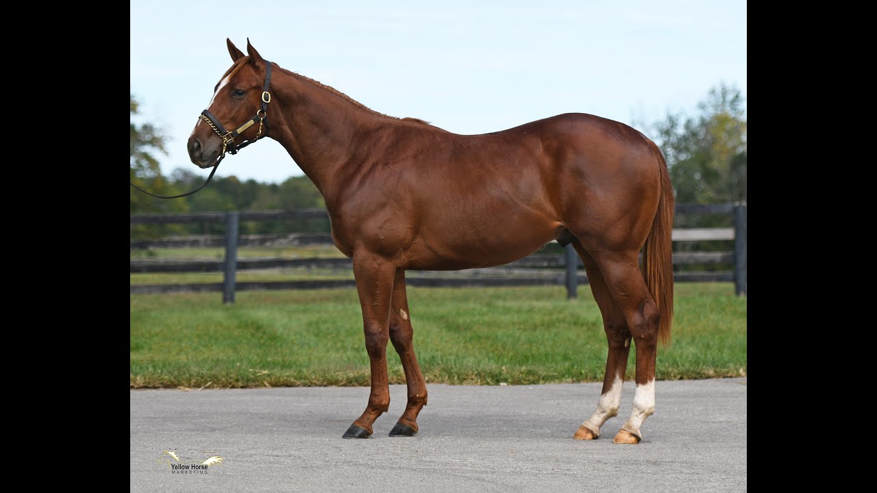 FOR SALE: 2021 Thoroughbred Colt by CONNECT
