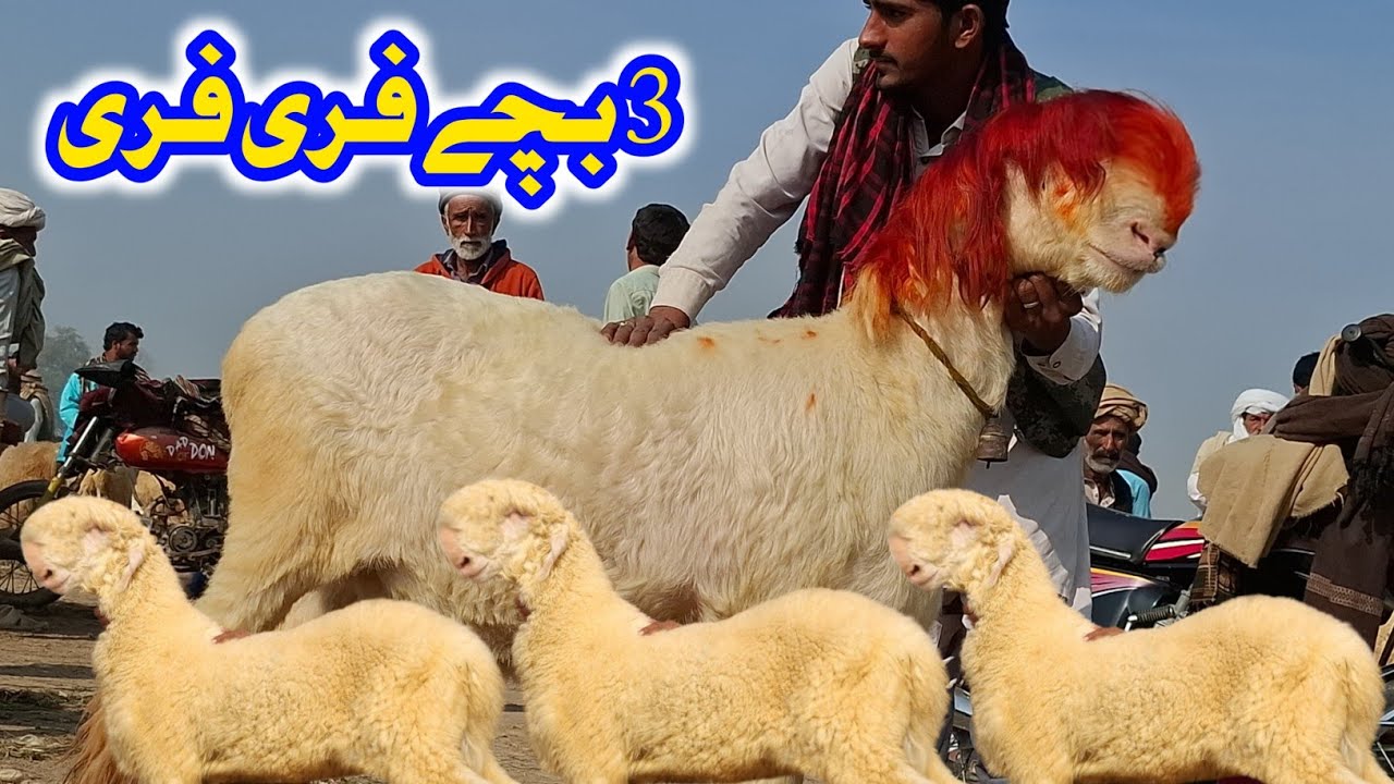 ناڑی فارم بھیڑ منڈی | سلطان نسل 🐑 | 3 بچے فری | آج کی تازہ اپڈیٹ