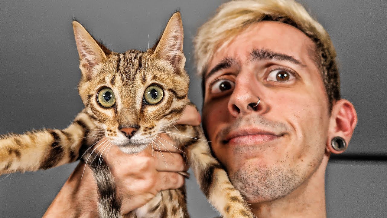 MI NUEVO GATO | Robleis